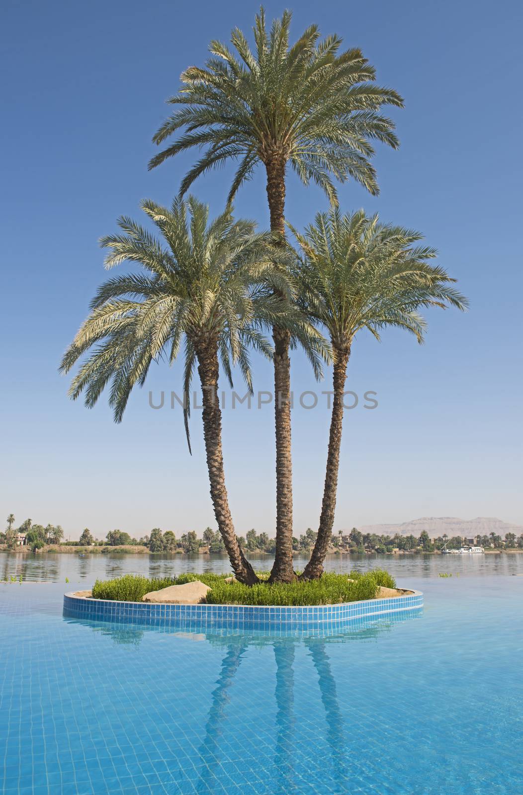 Large date palm tree on island in infinity swimming pool by paulvinten