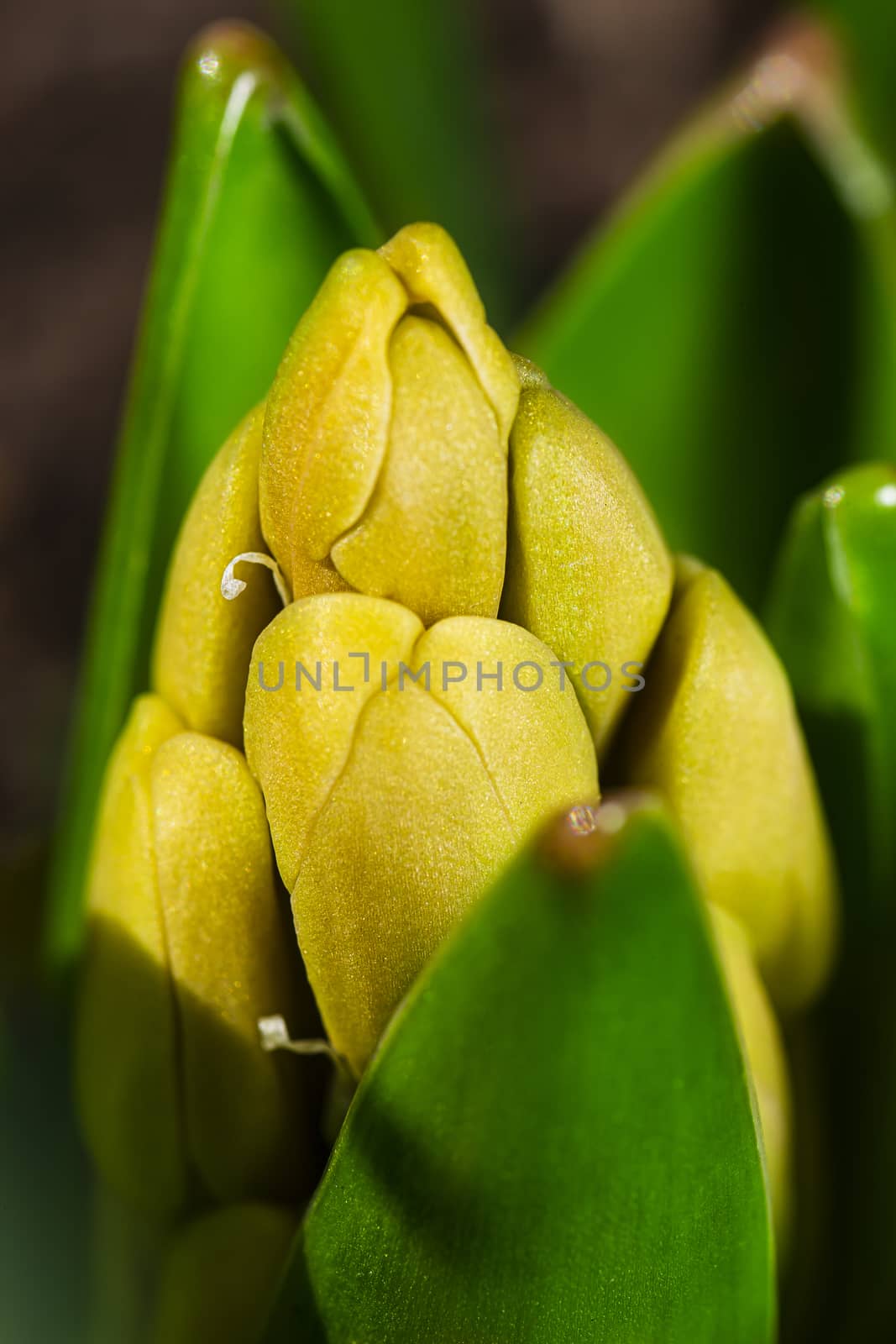 macro shot of a budding hyacinth flower