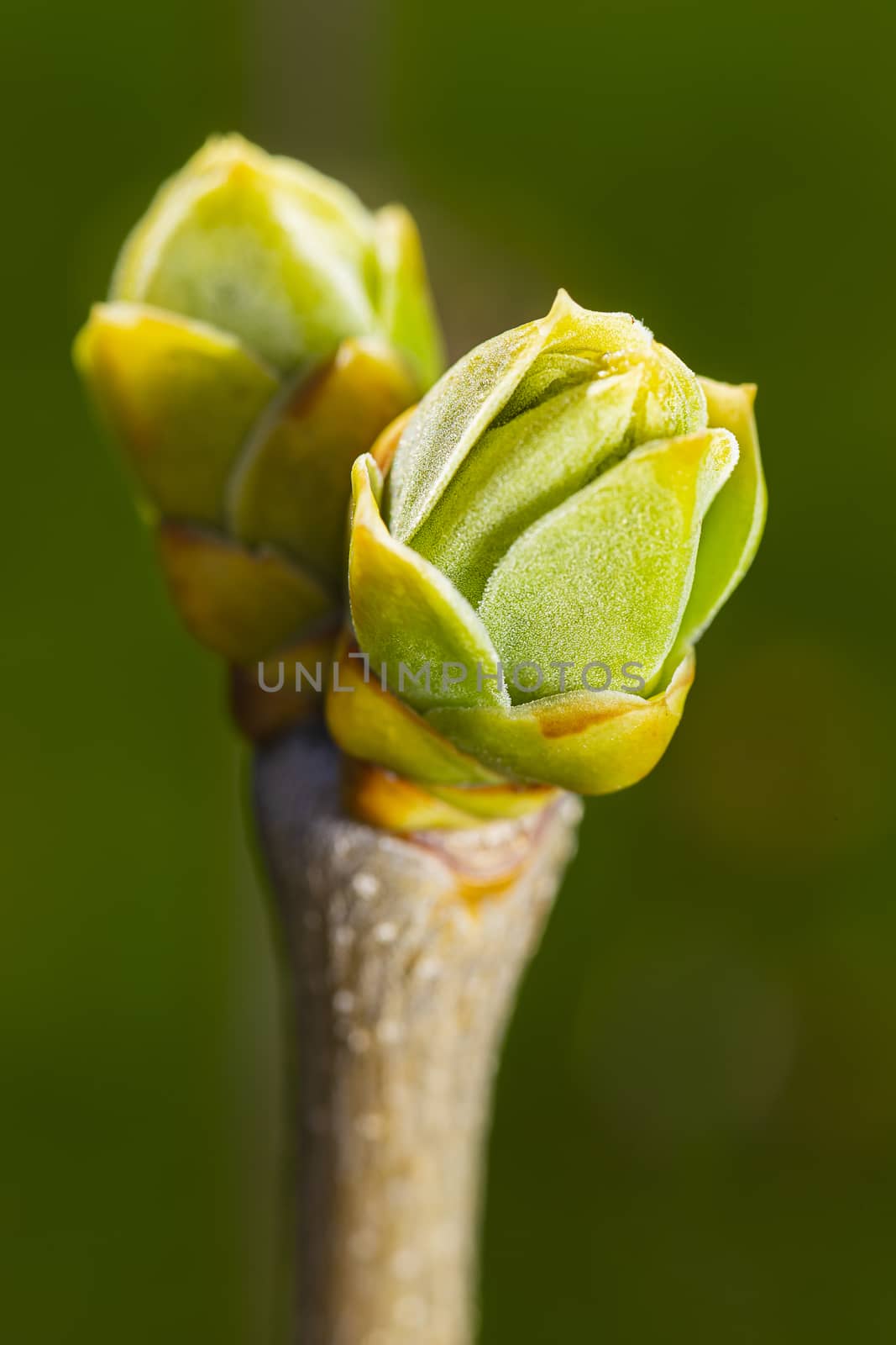 macro shot of unopen lilac leaves