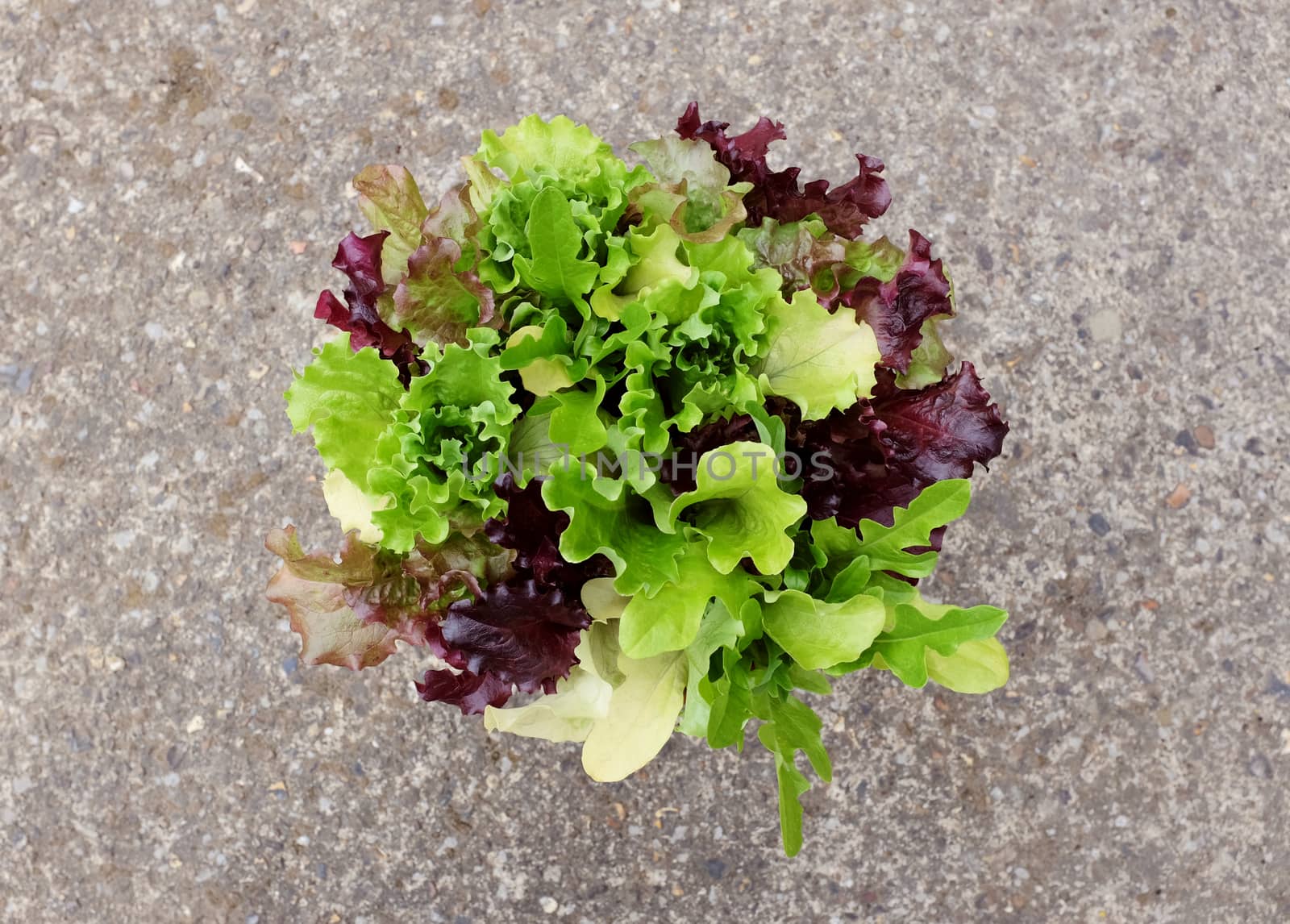 Lush mixed lettuce plants with green and red salad leaves seen from above on a concrete background