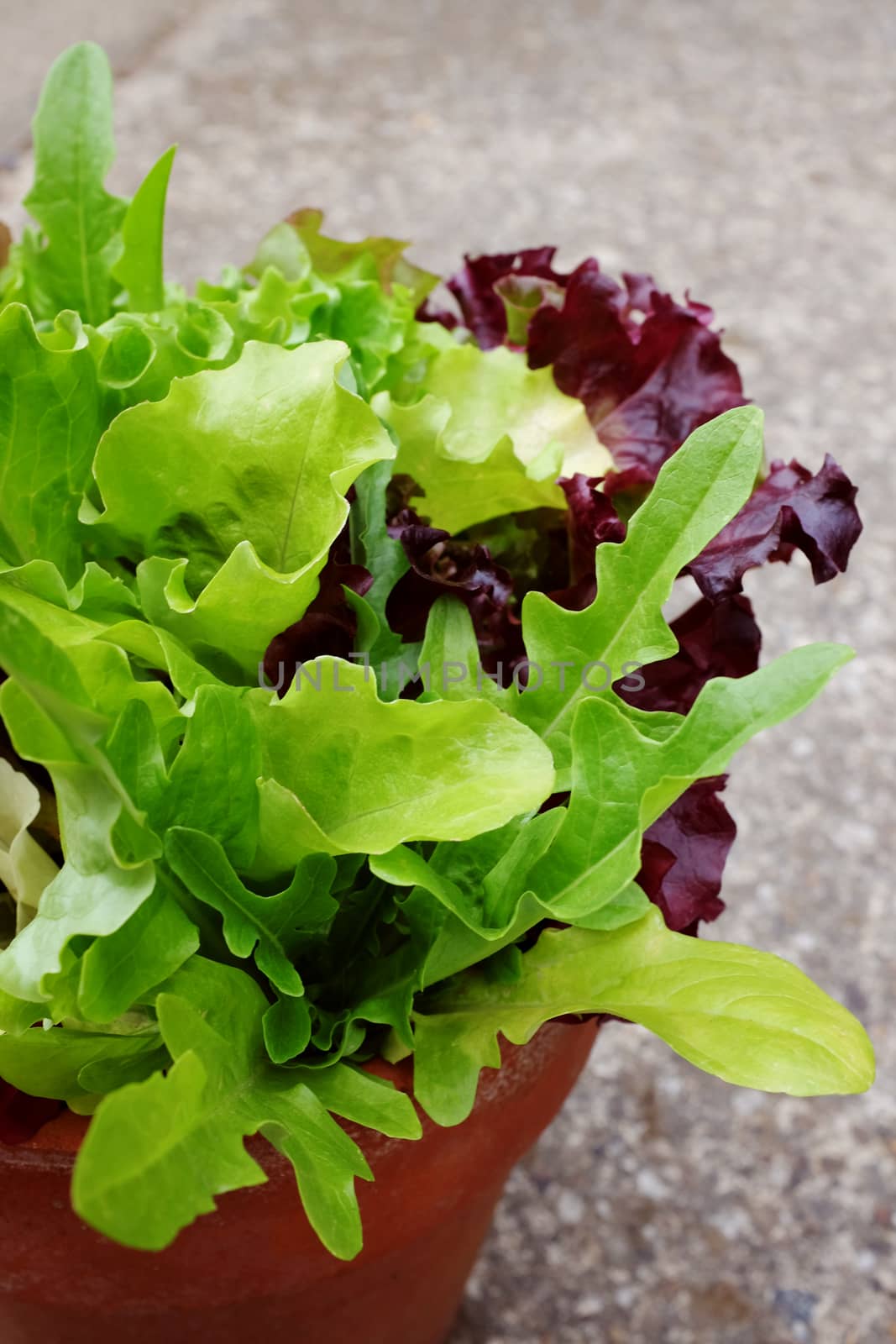 Close-up of mixed salad leaves, lettuce varieties growing in terracotta pot on concrete background