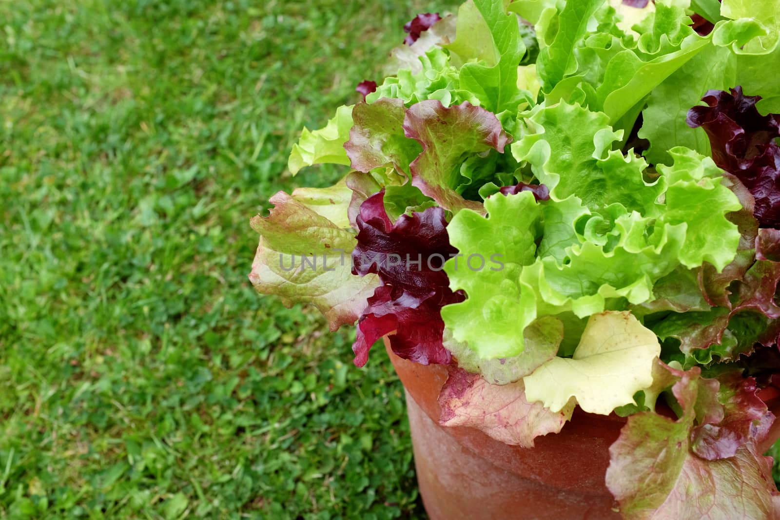 Flower pot full of mixed lettuce plants, red and green salad leaves with copy space on grass