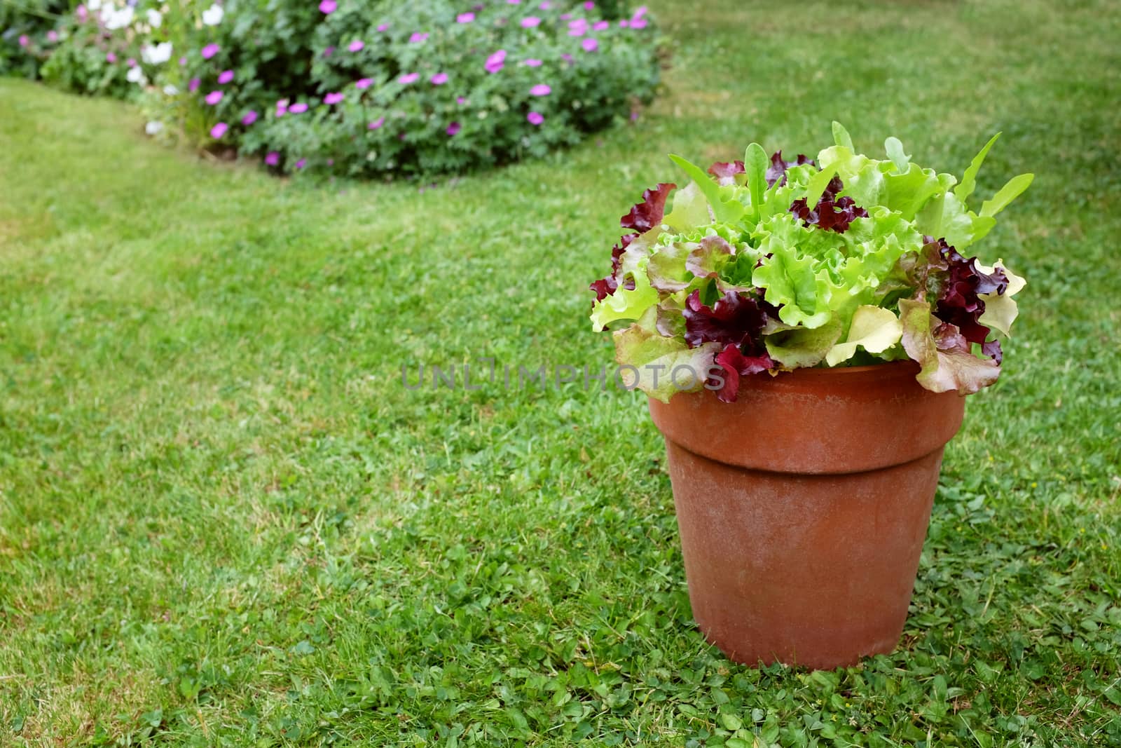 Flower pot of mixed lettuce plants, red and green salad leaves by sarahdoow