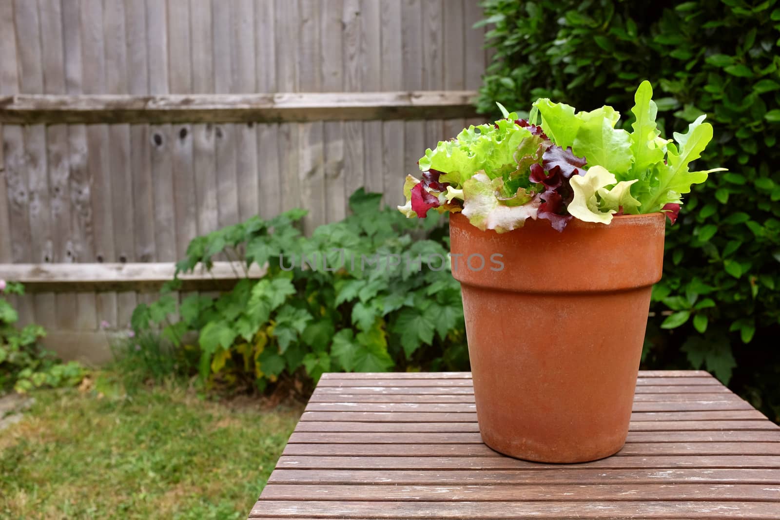 Terracotta pot planted with mixed salad leaves, on a wooden garden table with copy space