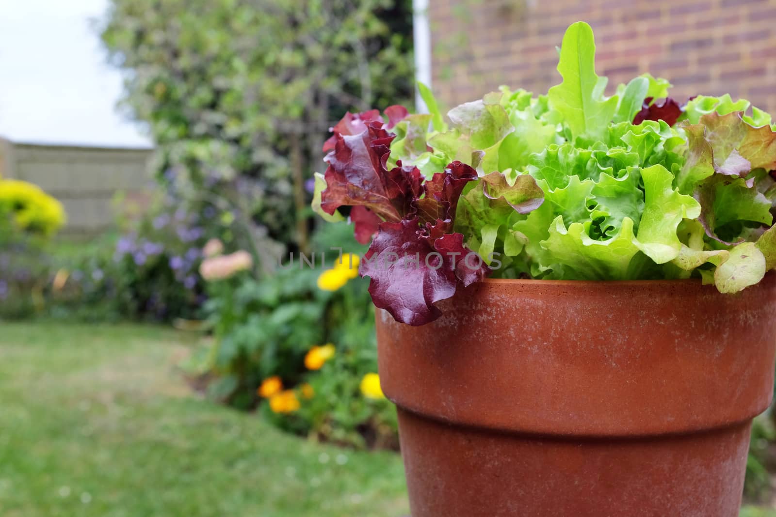 Mixed red and green salad leaves growing in a terracotta flower pot, in selective focus against a colourful garden