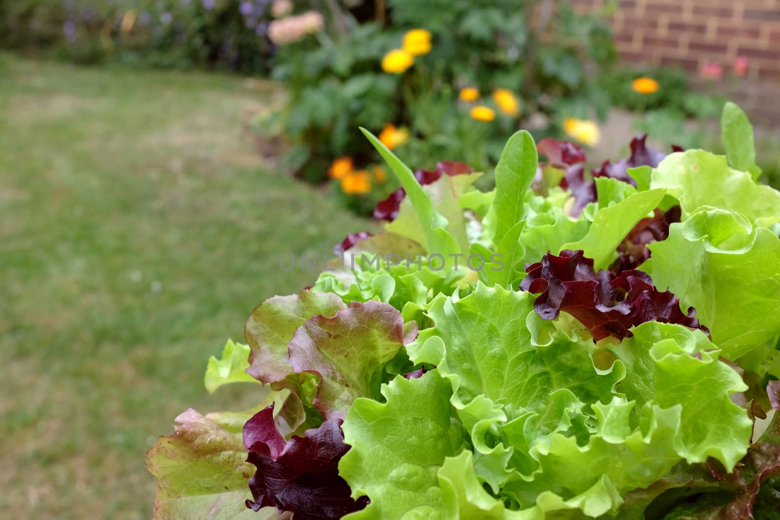 Lush green and red mixed lettuce leaves ready to eat, in selective focus against a pretty garden, with copy space