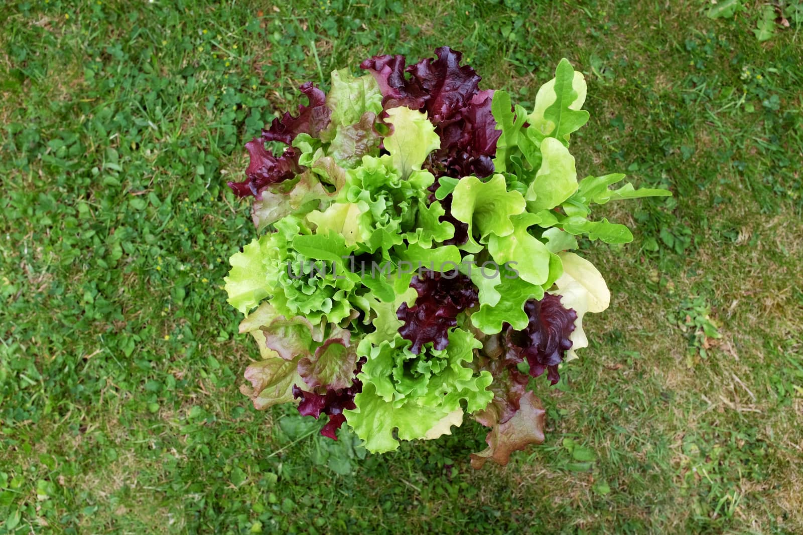 Fresh mixed lettuce plants with red and green salad leaves seen from above on a grass lawn