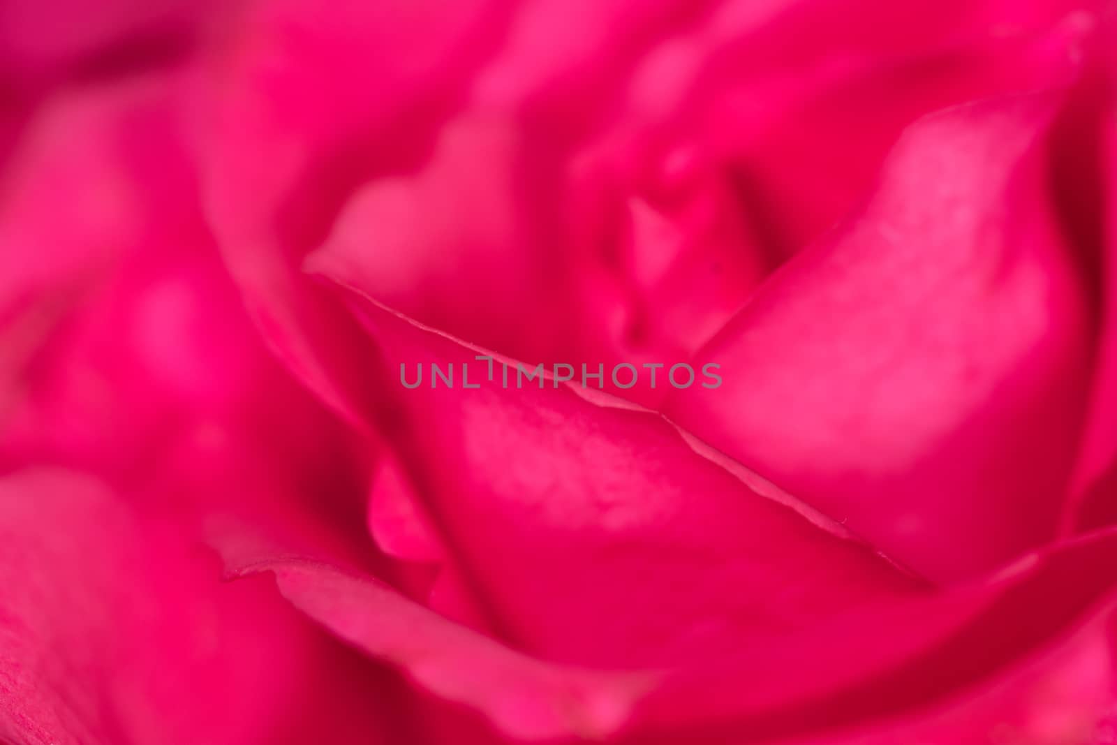 pinky red rose close up of the petals by paddythegolfer