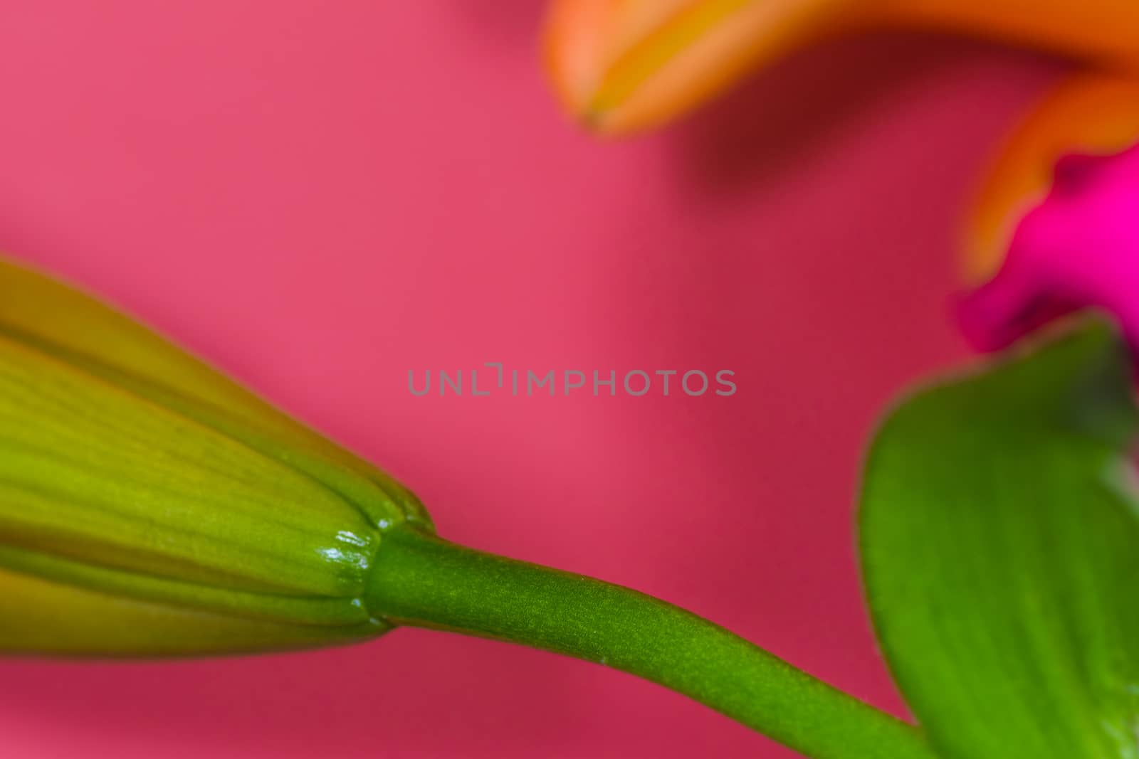 Lily. Close-up of an orange Lily flower. Macro horizontal photography by paddythegolfer