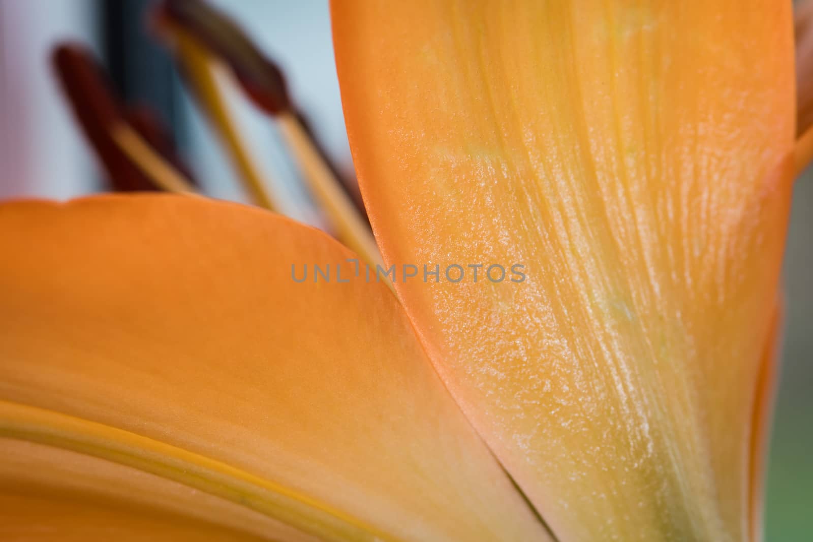 Lily. Close-up of an orange Lily flower. Macro horizontal