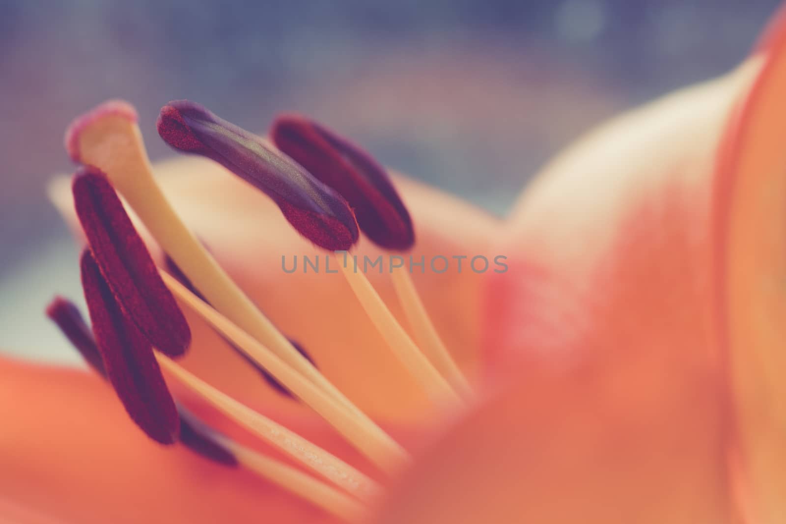 Lily. Close-up of an orange Lily flower. Macro horizontal photography by paddythegolfer