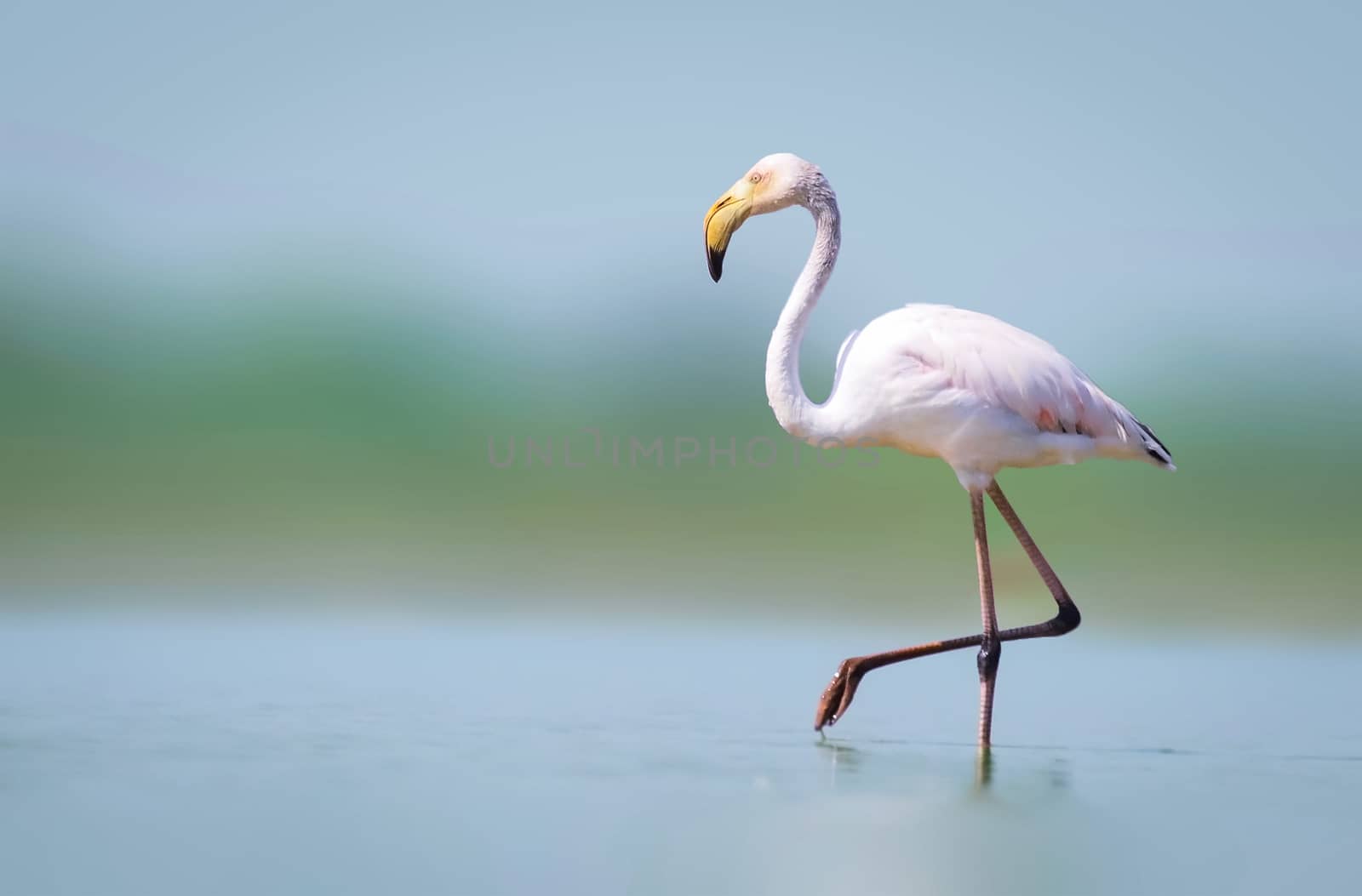 Greater flamingo walking alone in lake by rkbalaji