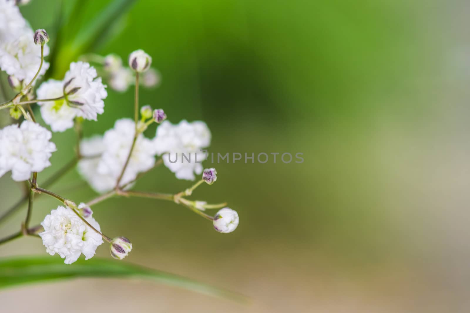 closeup gypsophila on blur background of other gypsophila. by paddythegolfer