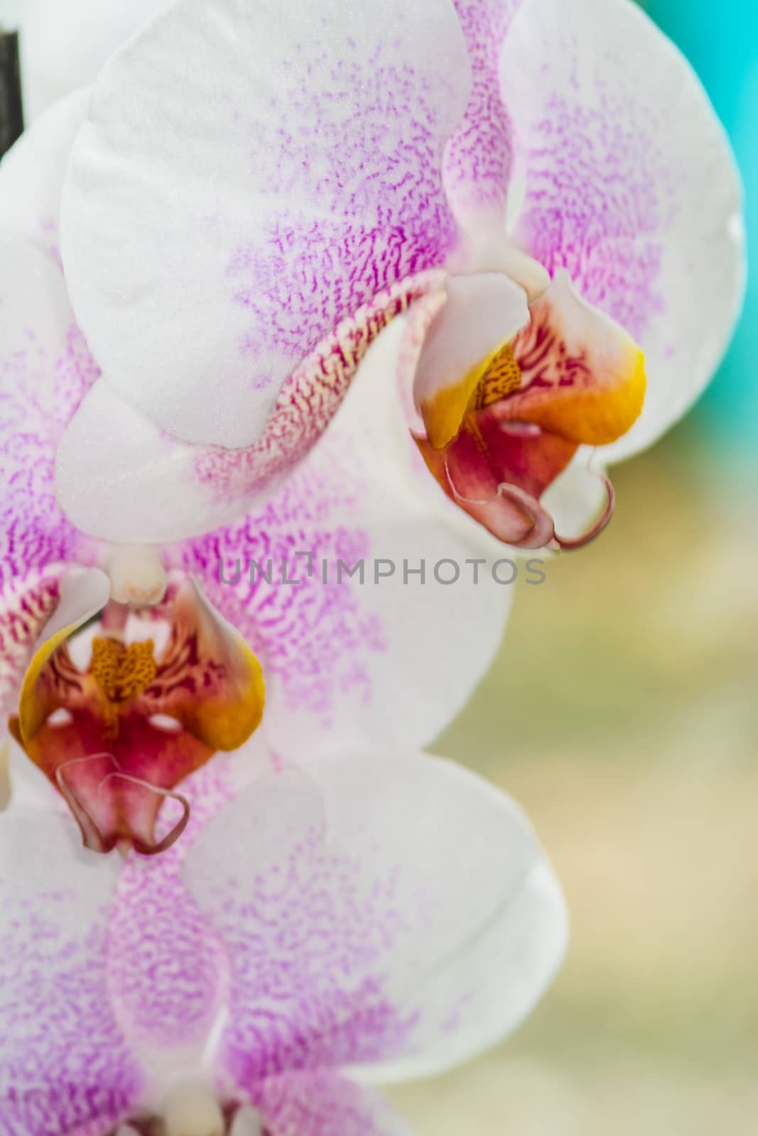Beautiful pink and white spotted Orchid closeup UK