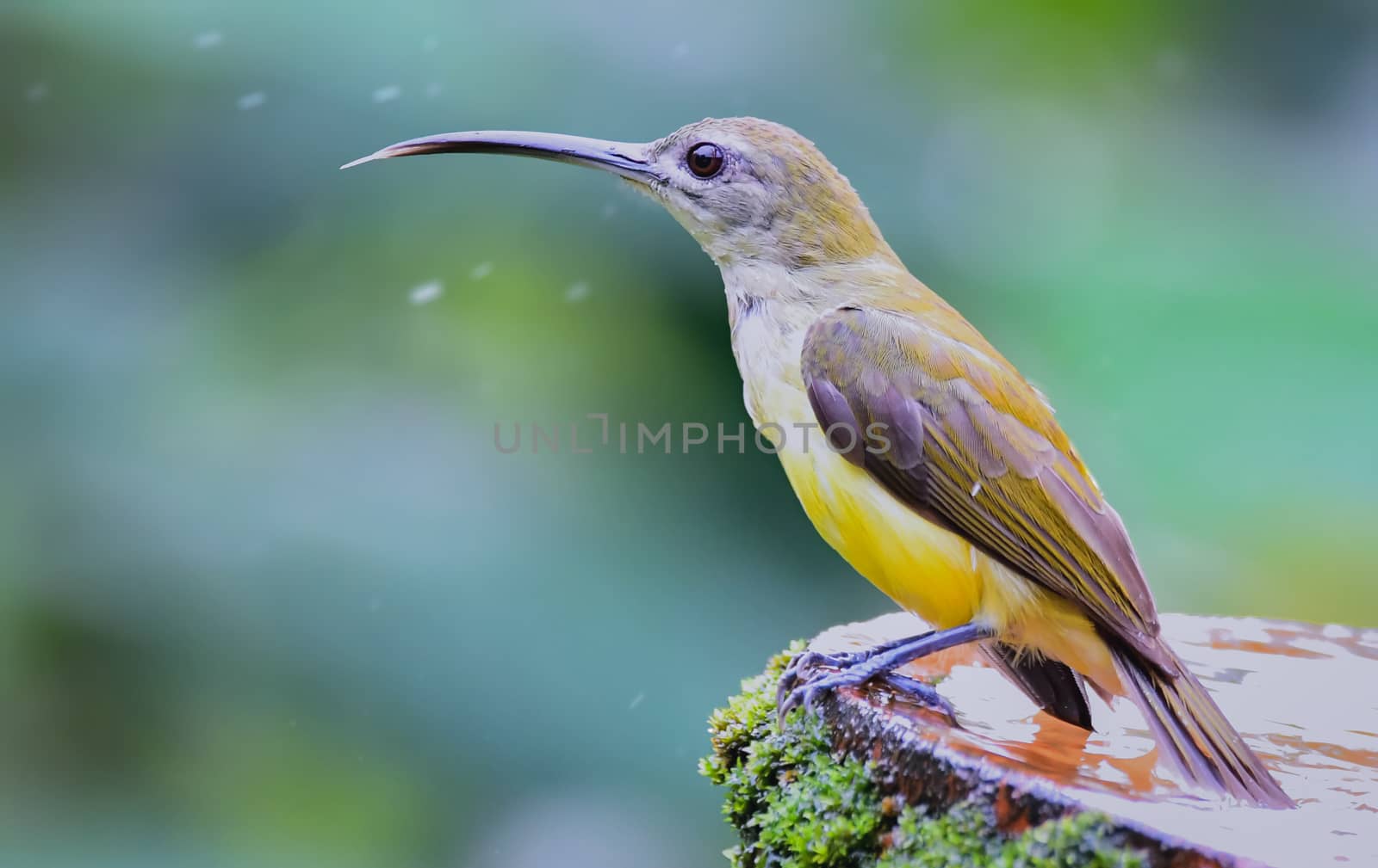 The little spiderhunter is a species of long-billed nectar-feeding bird in the family Nectariniidae found in the moist forests of South and Southeast Asia.