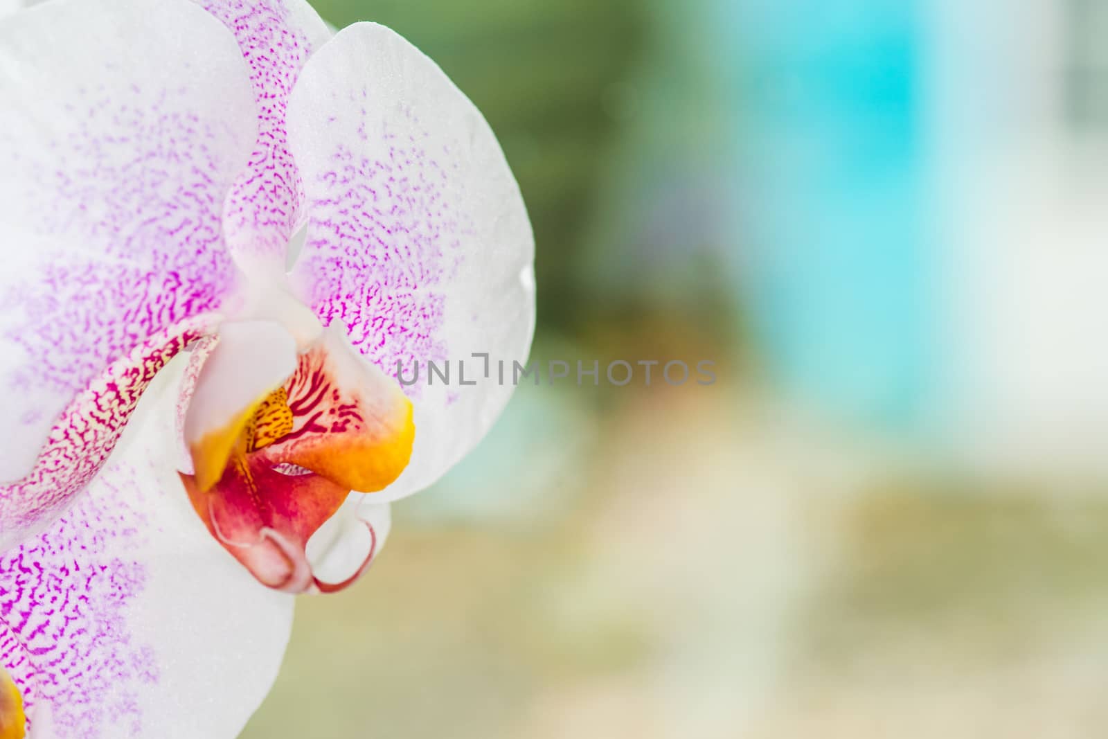 Beautiful pink and white spotted Orchid closeup by paddythegolfer