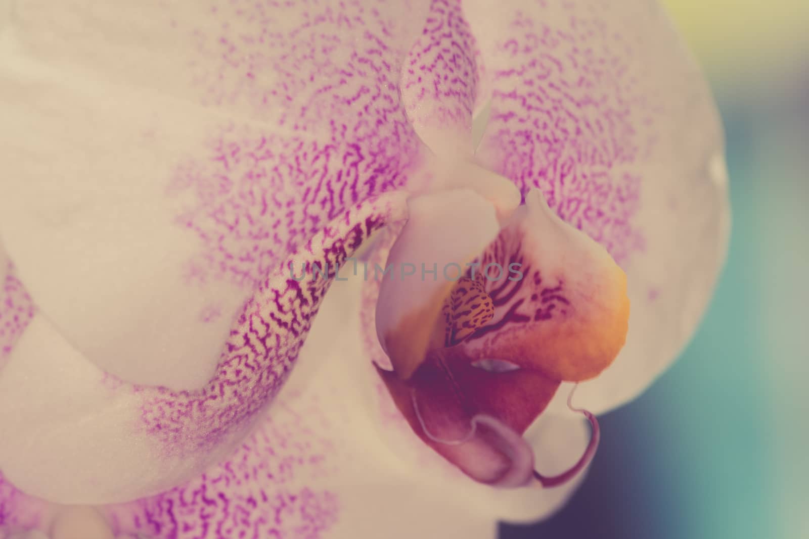 Beautiful pink and white spotted Orchid closeup by paddythegolfer