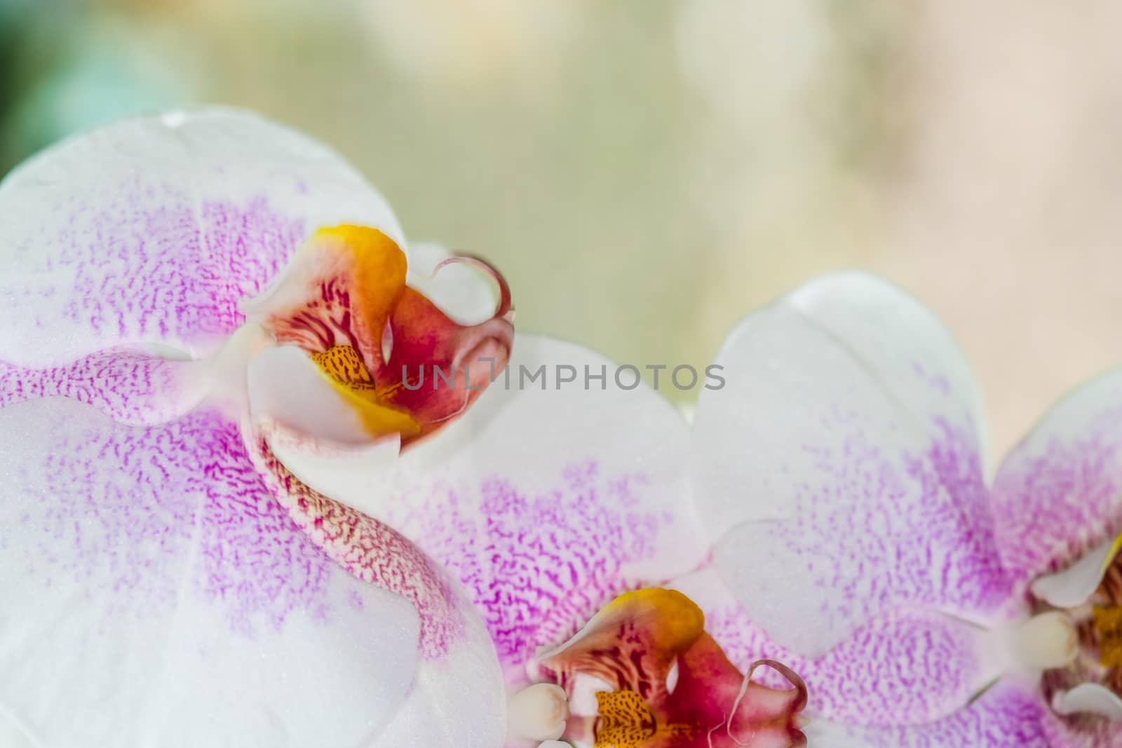 Beautiful pink and white spotted Orchid closeup by paddythegolfer