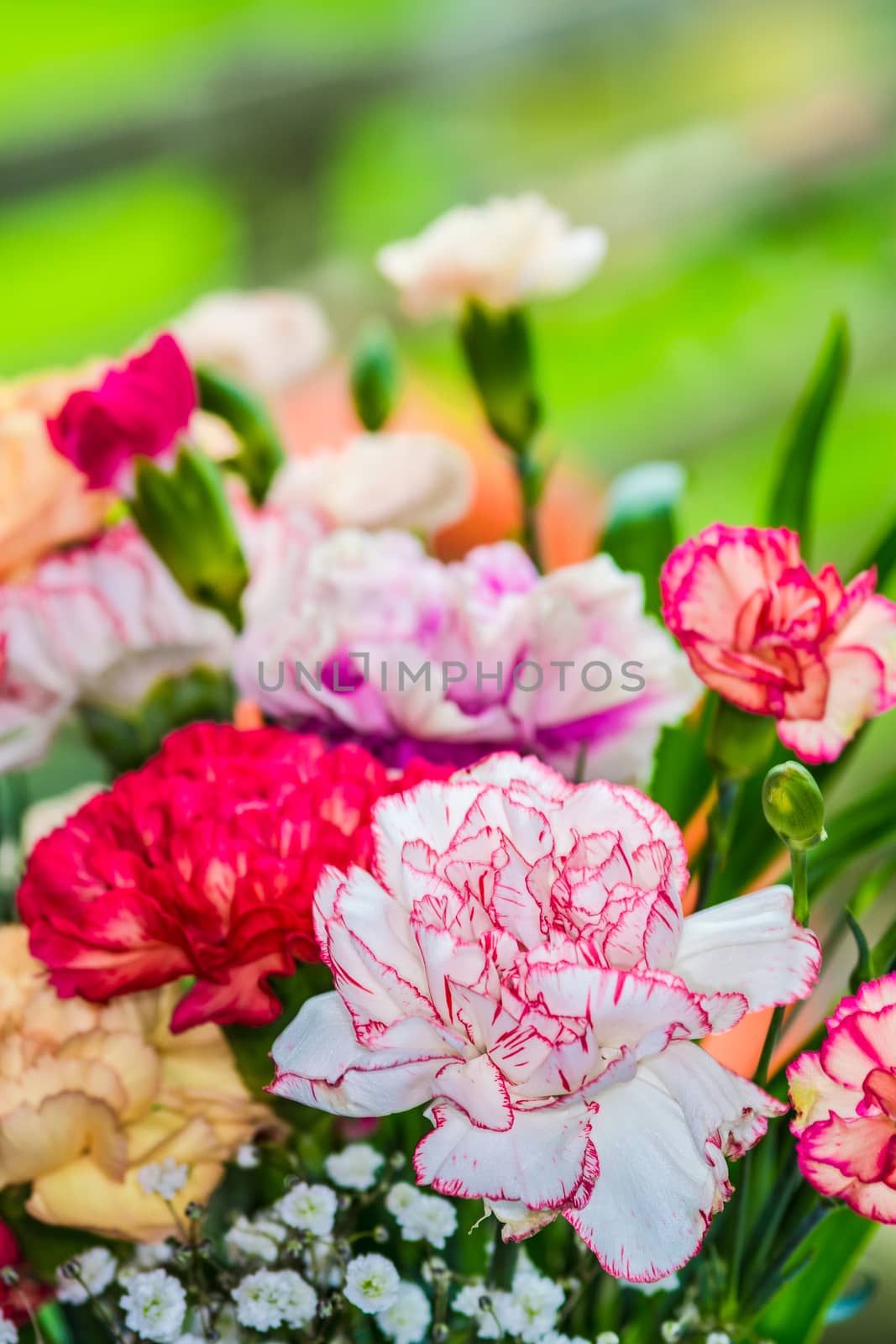 floral background of multi-colored flowers . Beautiful bouquet of carnation. colorful carnation. Orange carnations and yellow gerbera are blooming in the garden.