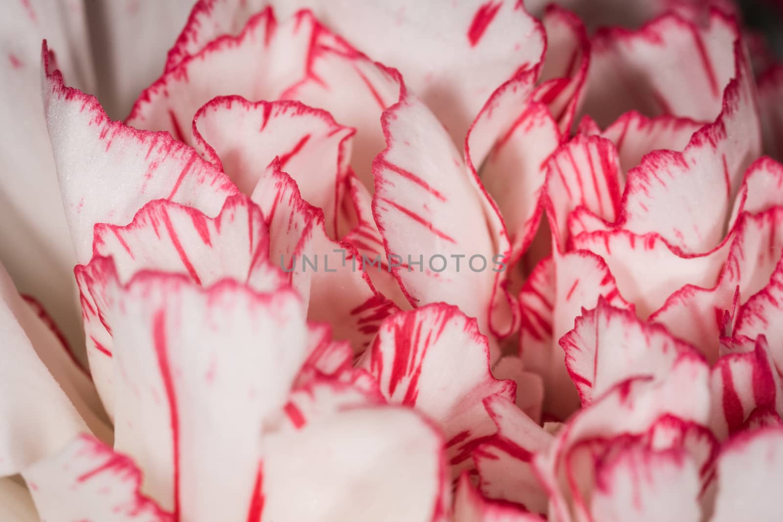 Marco shot of very brightly coloured carnations by paddythegolfer