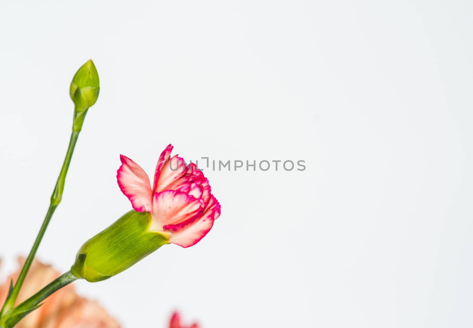 floral background of multi-colored flowers . Beautiful bouquet of carnation. colorful carnation. Orange carnations and yellow gerbera are blooming in the garden.