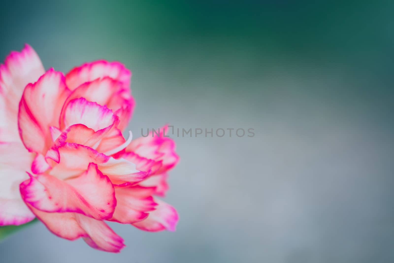 floral background of multi-colored flowers . Beautiful bouquet of carnation. colorful carnation. Orange carnations and yellow gerbera are blooming in the garden.