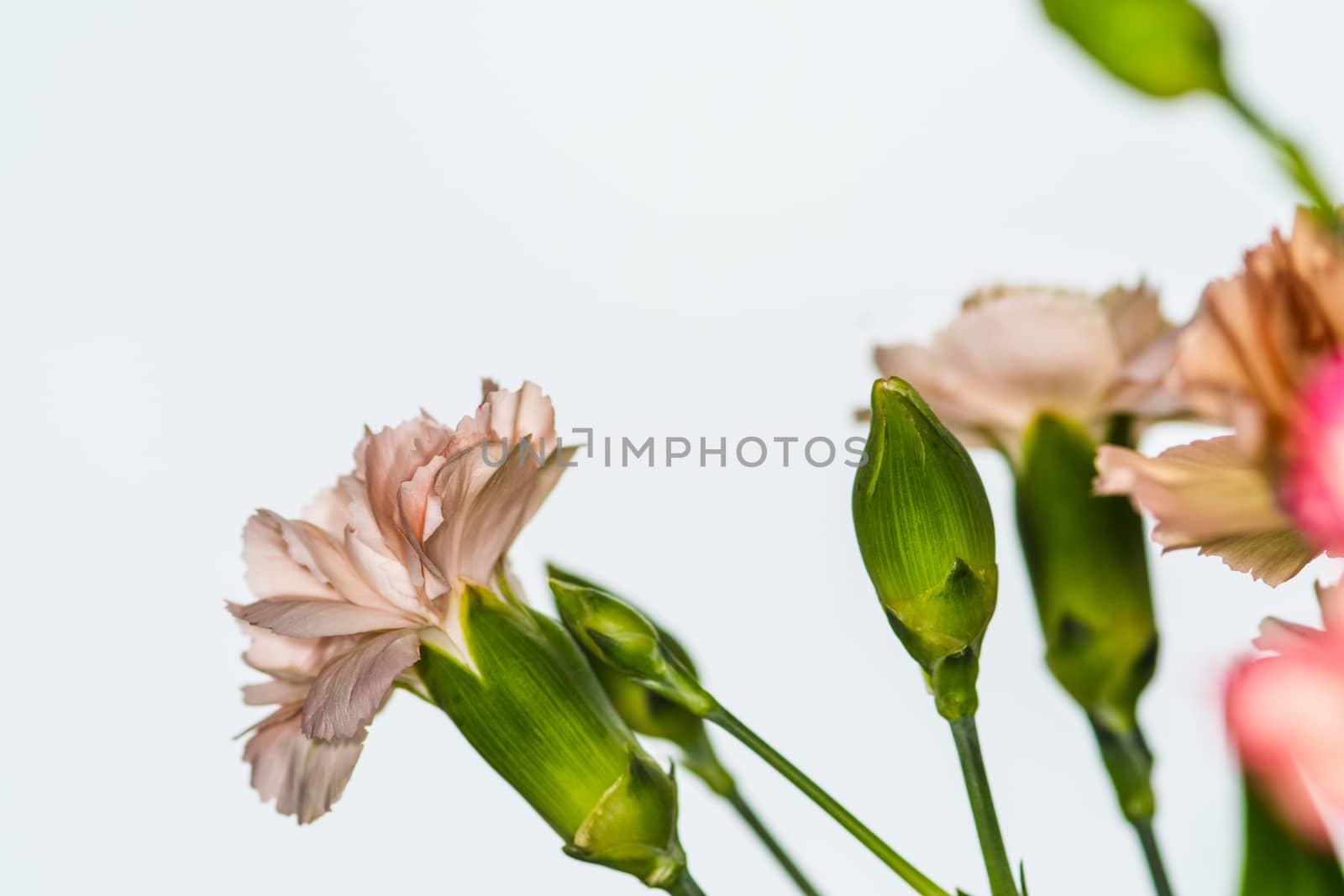 Beautiful bouquet of very brightly coloured carnations by paddythegolfer