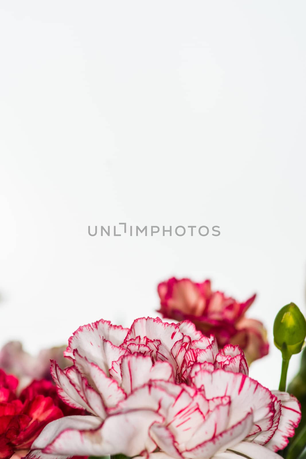 floral background of multi-colored flowers . Beautiful bouquet of carnation. colorful carnation. Orange carnations and yellow gerbera are blooming in the garden.