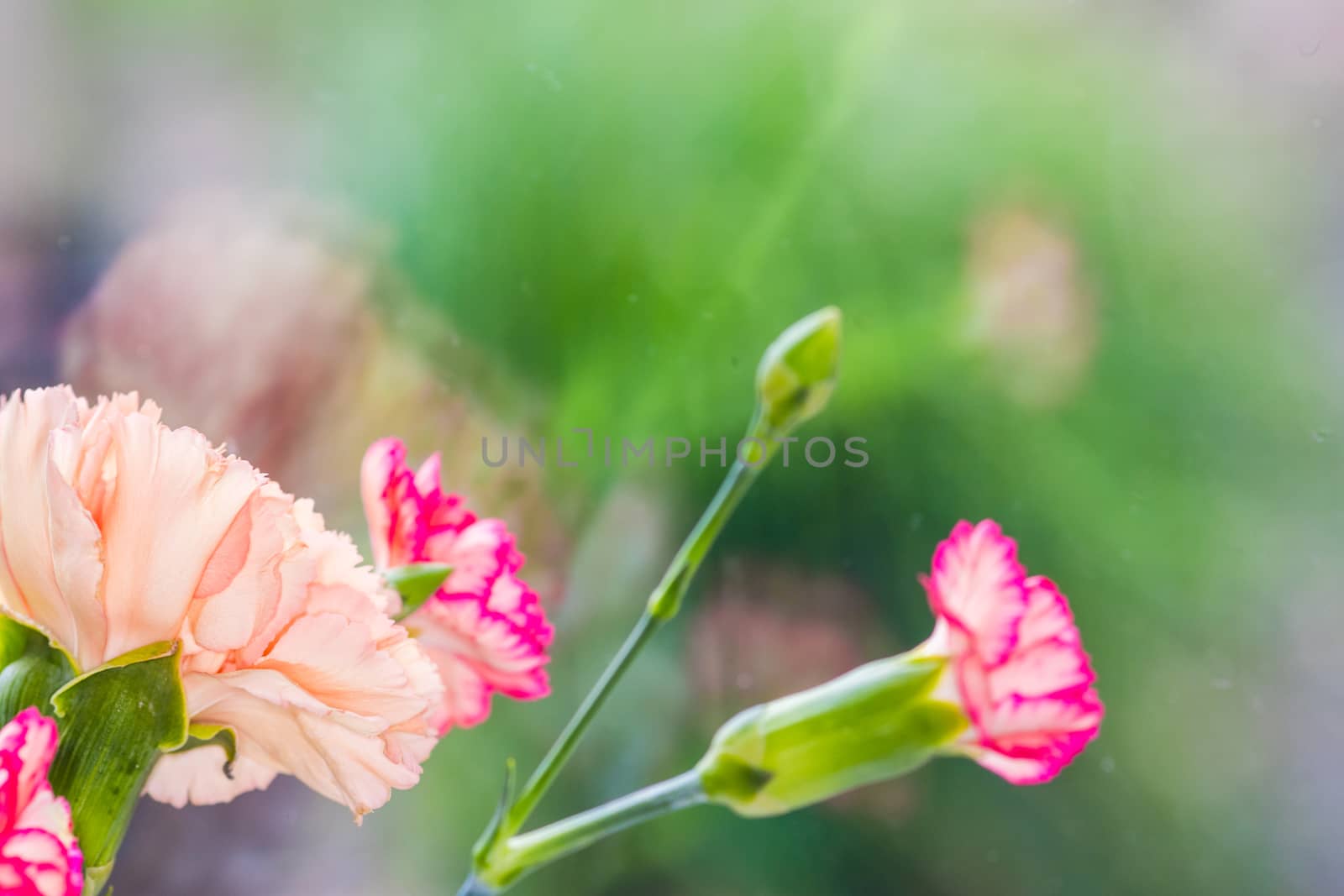 floral background of multi-colored flowers . Beautiful bouquet of carnation. colorful carnation. Orange carnations and yellow gerbera are blooming in the garden.