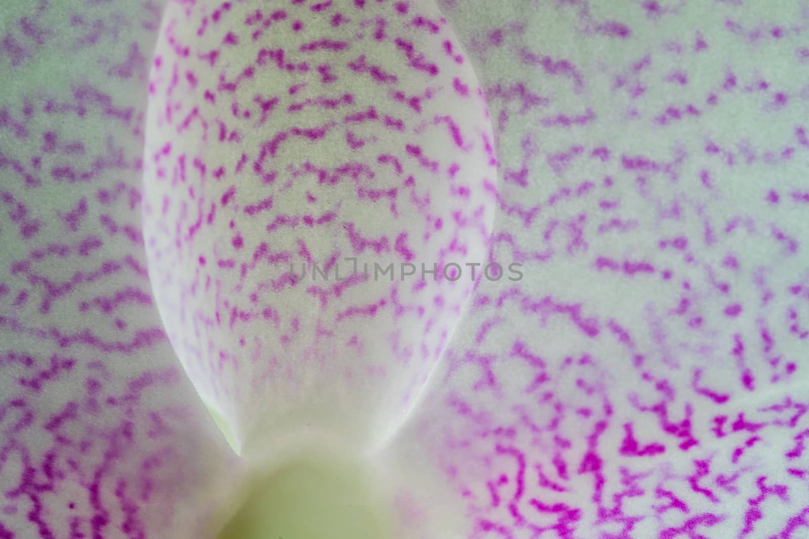 Macro of pink and white spotted orchid petals by paddythegolfer