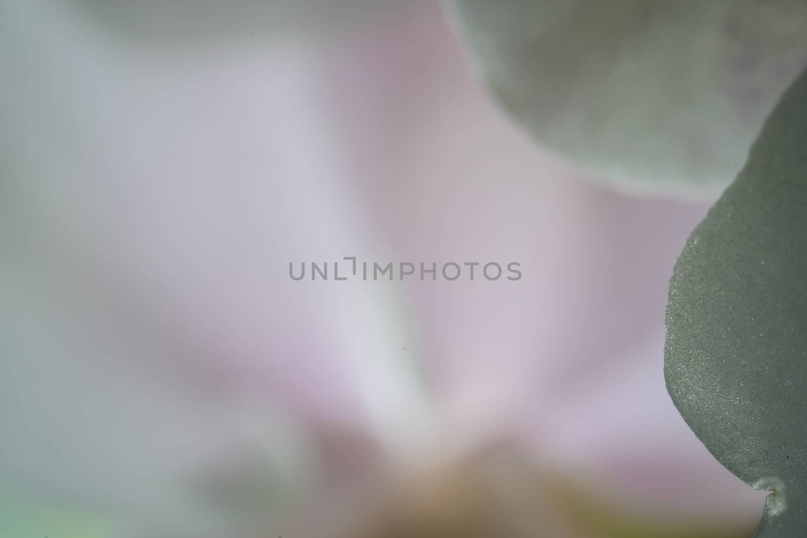 MacMacro of pink and white orchid petals