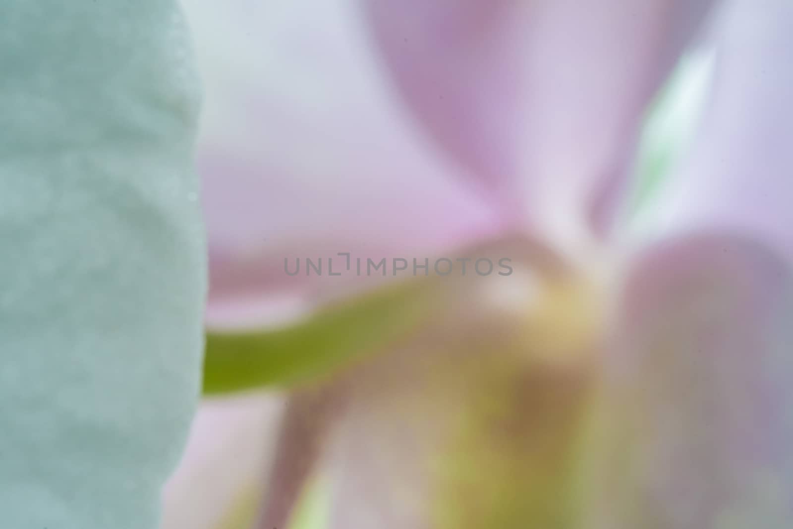 MacMacro of pink and white orchid petals