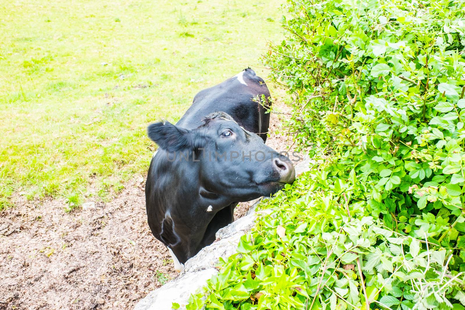 Cow eating lush new growth on bush UK