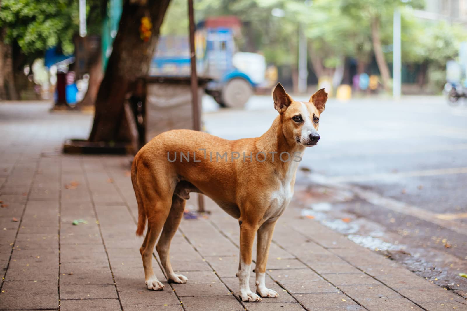 A stray dog alert in the streets of Colaba, Mumbai, India