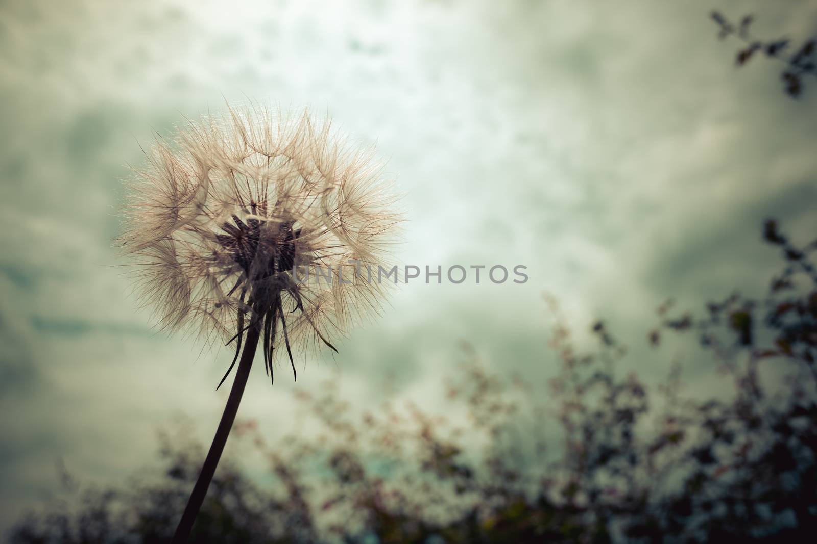 Tragopogon, goatsbeard or salsify is like a huge dandelion flower. by paddythegolfer