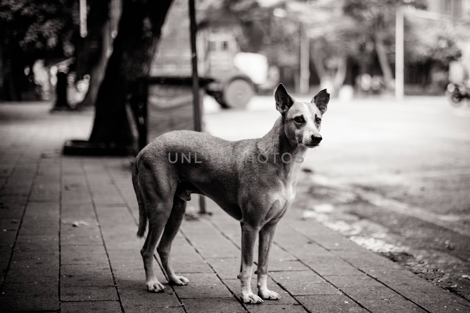 A stray dog alert in the streets of Colaba, Mumbai, India