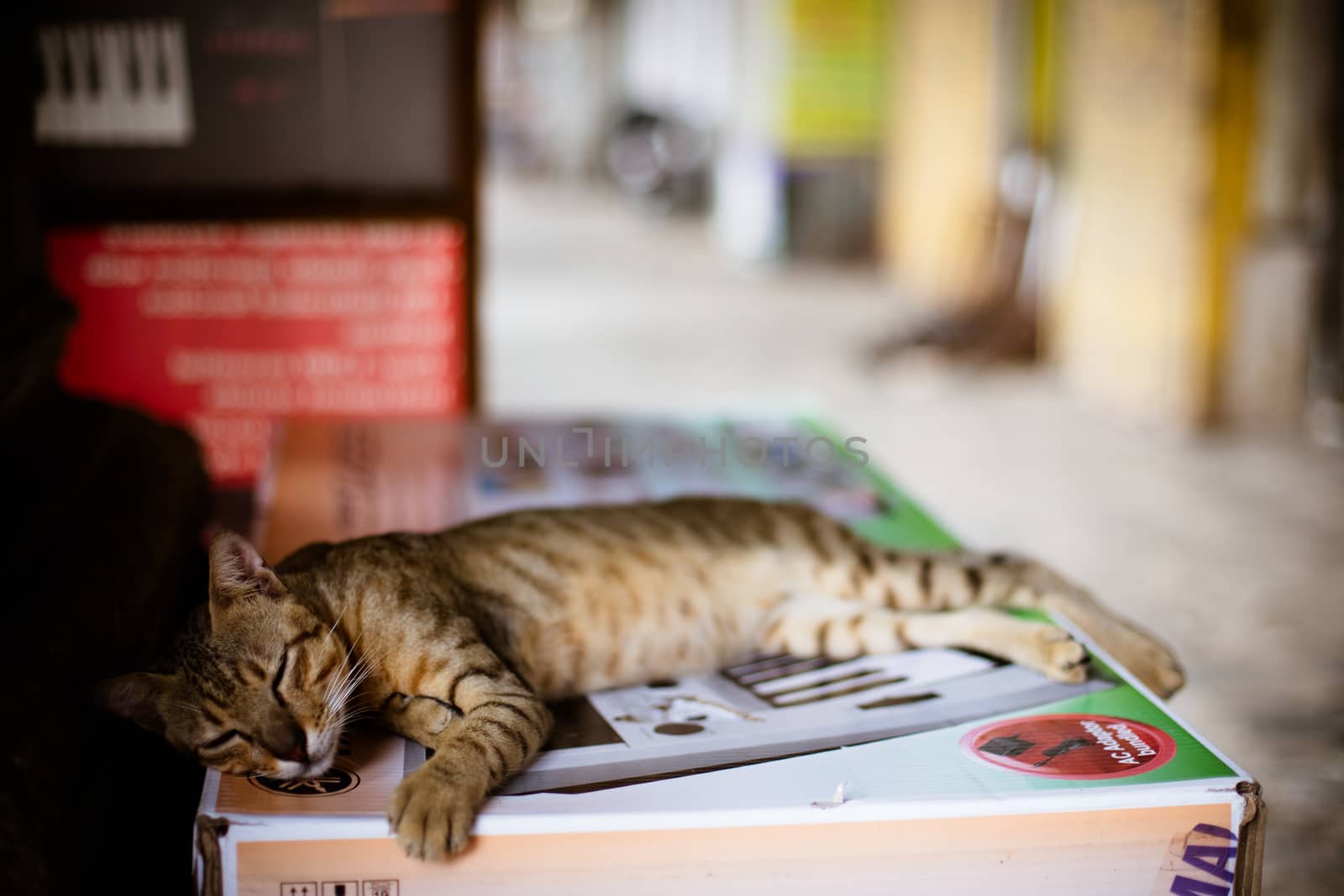 A stray cat in the streets of Colaba, Mumbai, India