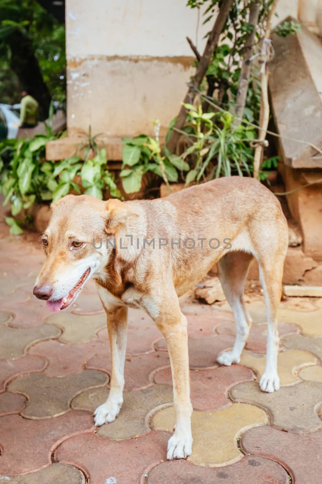 Stray Dog in Mumbai India by FiledIMAGE