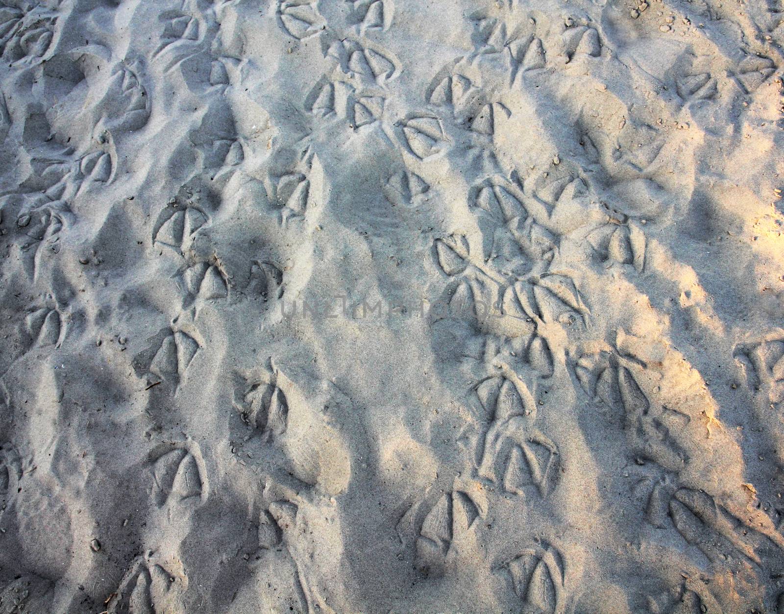 Waterbird tracks on a sandy beach