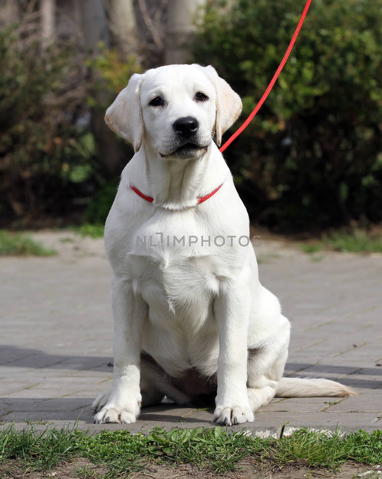 nice yellow labrador playing in the park