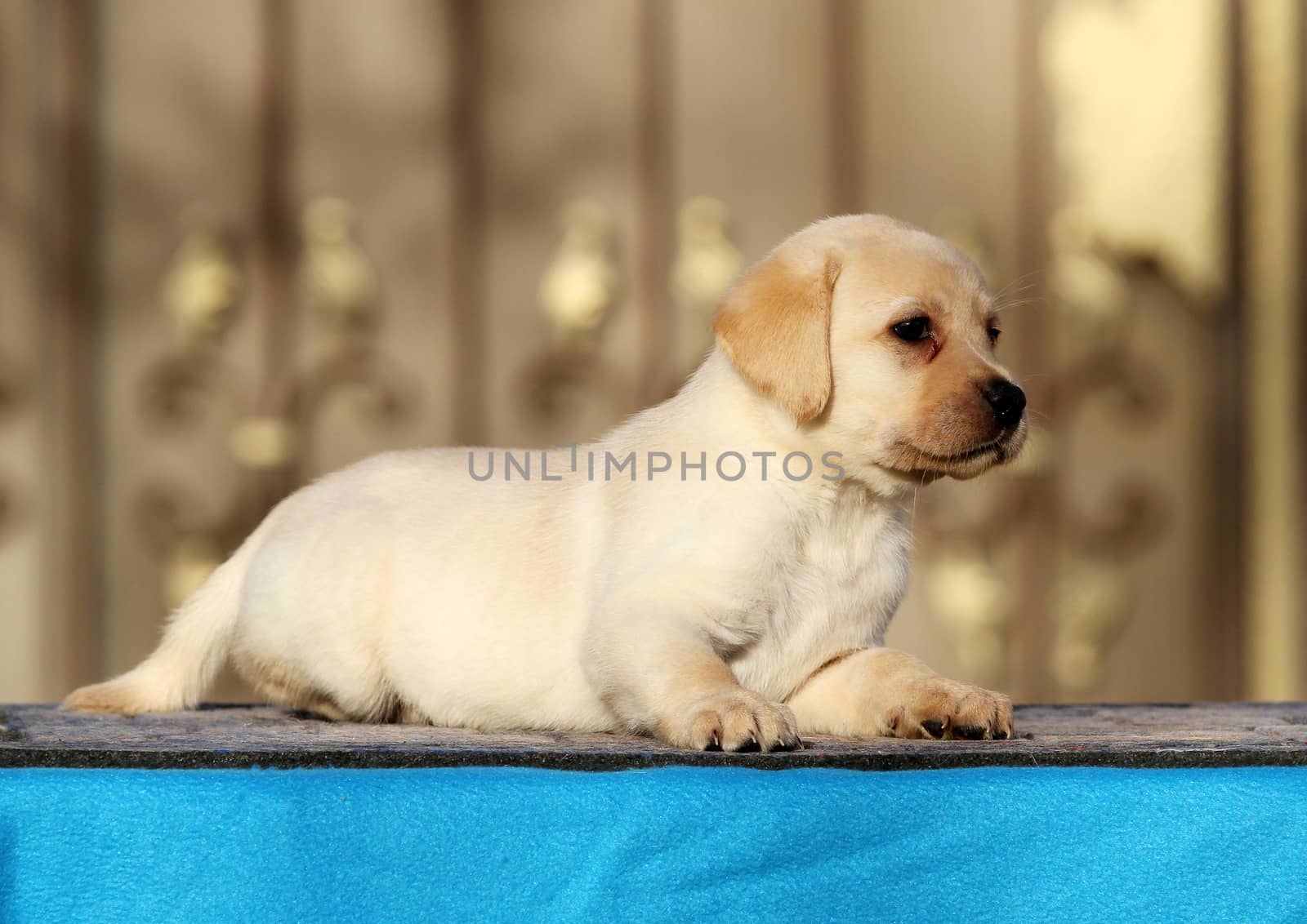 a little labrador puppy on a blue background