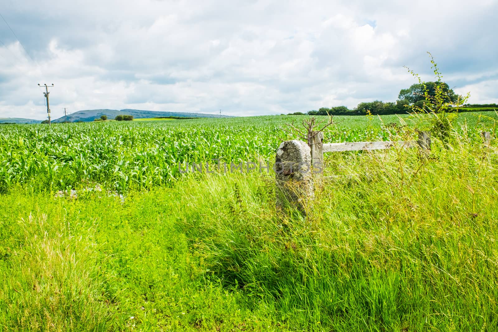 Young corn plants in field on the blue and cloudy sky by paddythegolfer