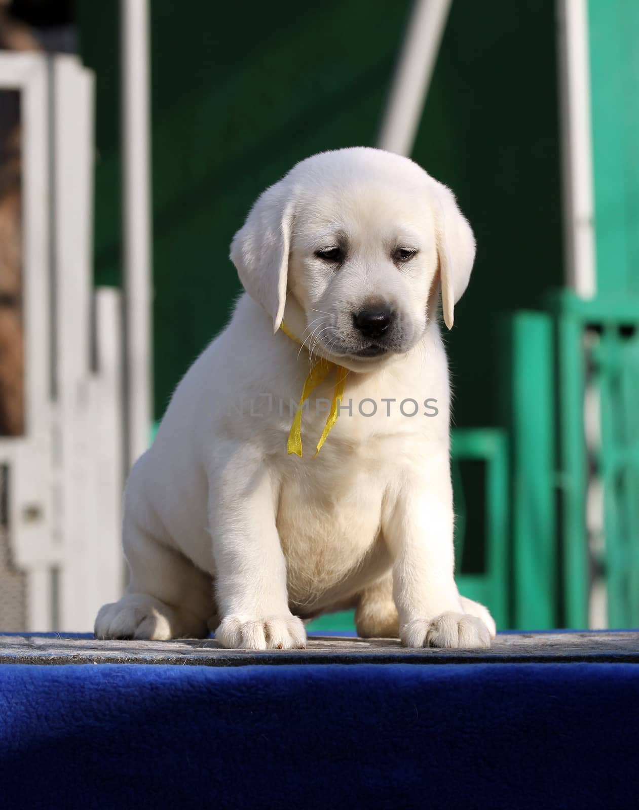 a sweet little labrador puppy on a blue background