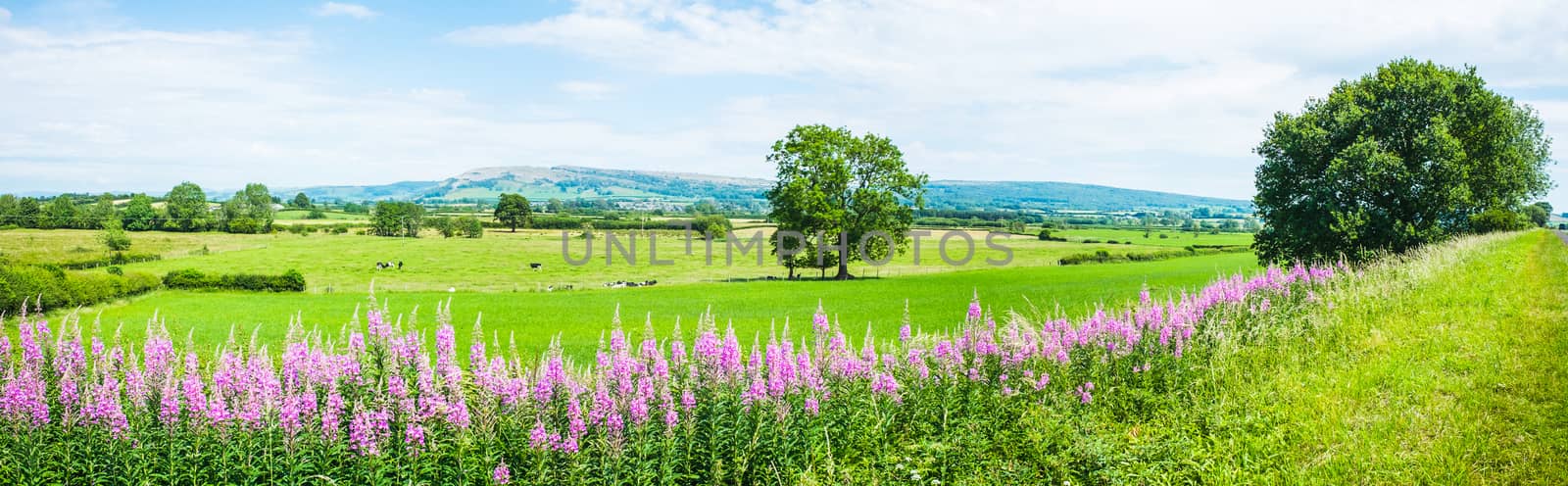 Panorama of Willowherb and fields on a summer day by paddythegolfer