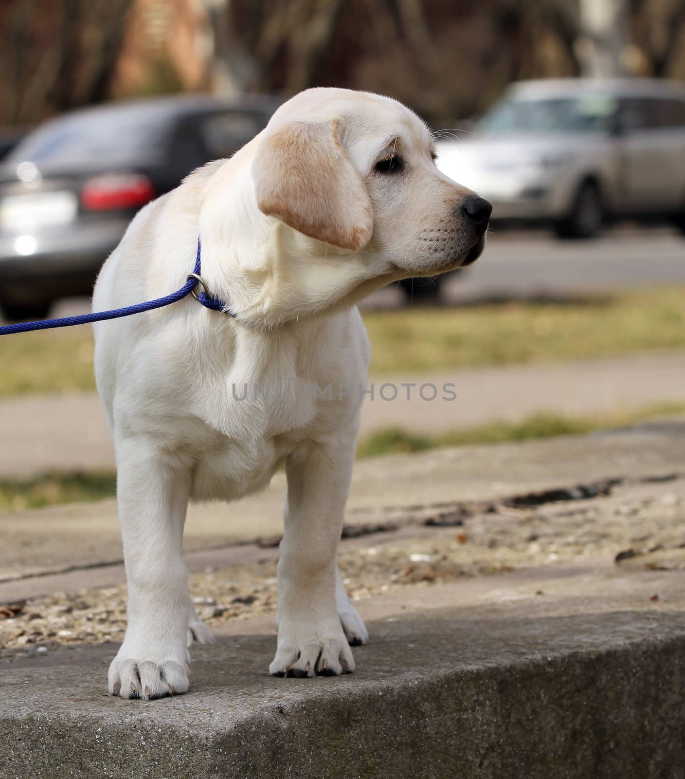 the yellow labrador playing in the park