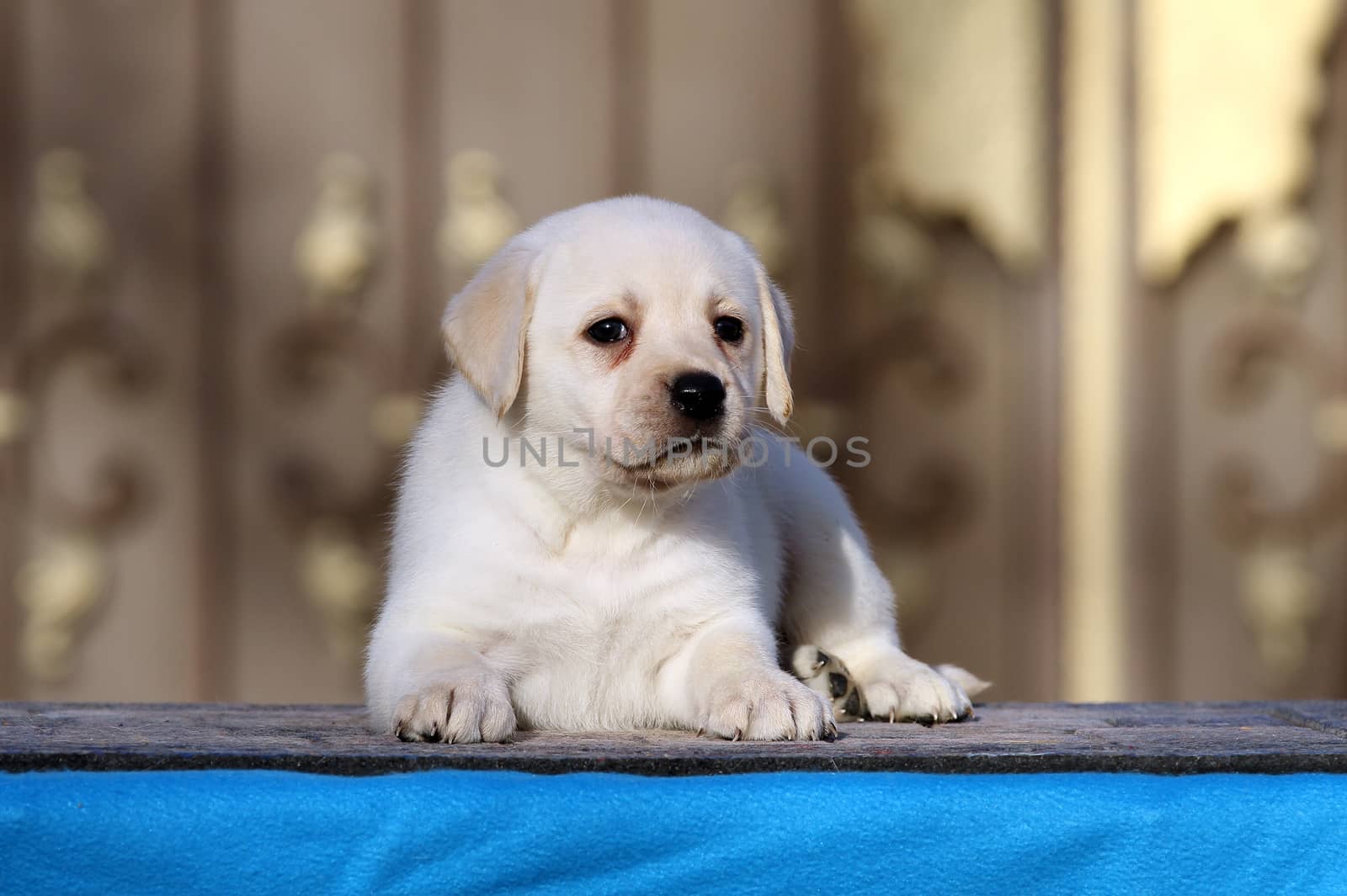 the little labrador puppy on a blue background