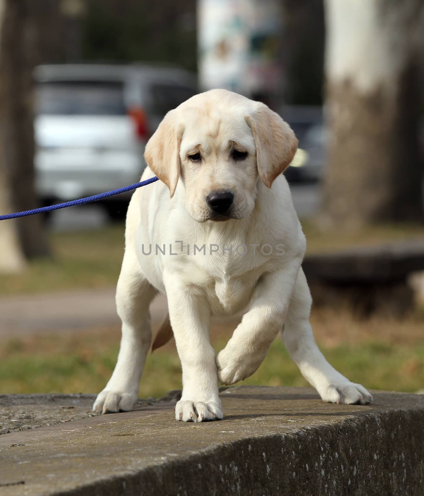 a yellow labrador playing in the park