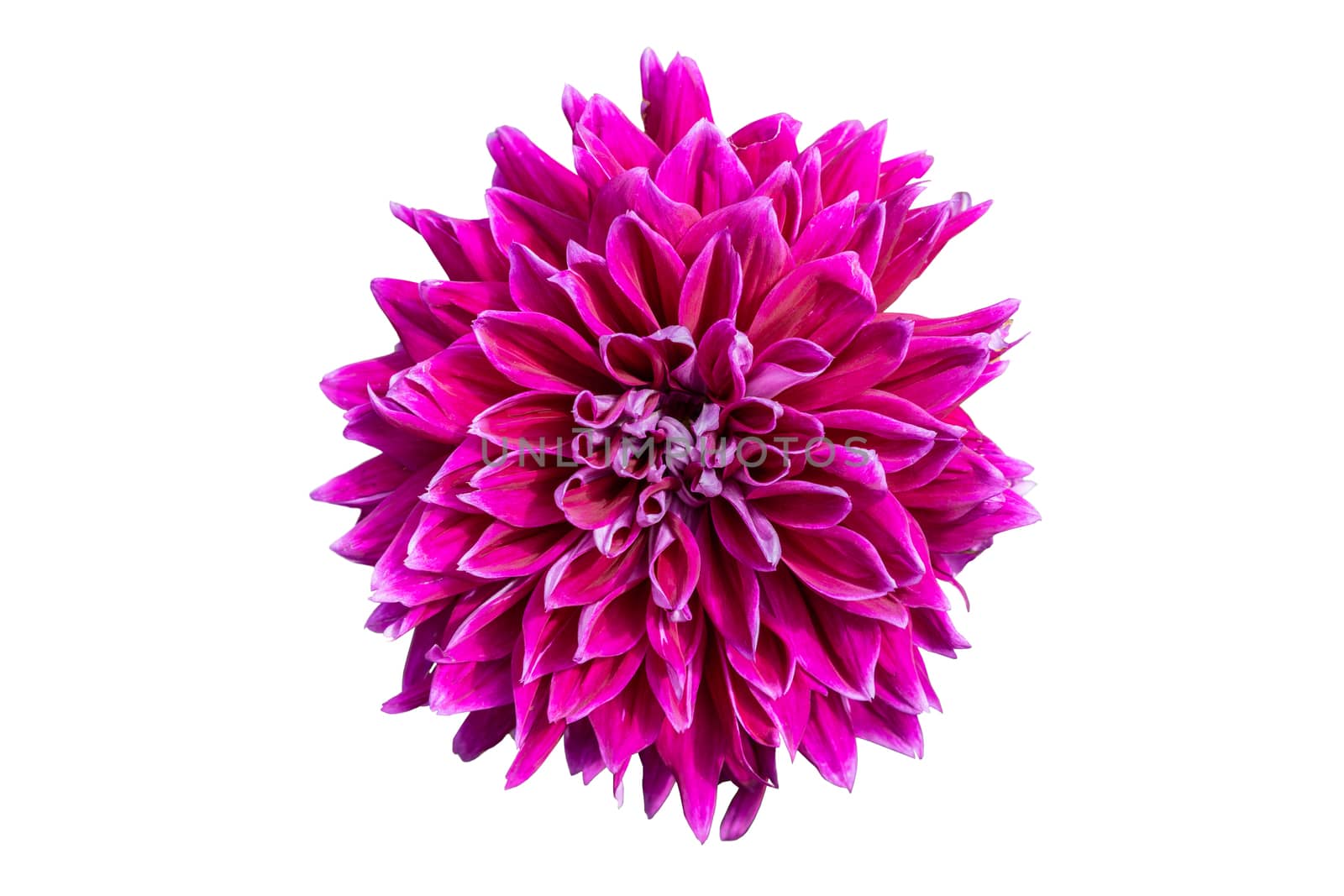 Pink flower with clipping path on isolated white by Buttus_casso