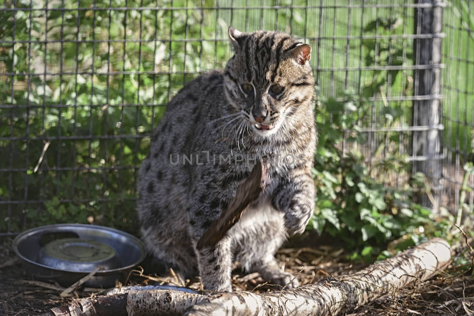 UK, Welwyn - October 2017: Eurasian Wildcat Playing With A Stick In Captivity	
