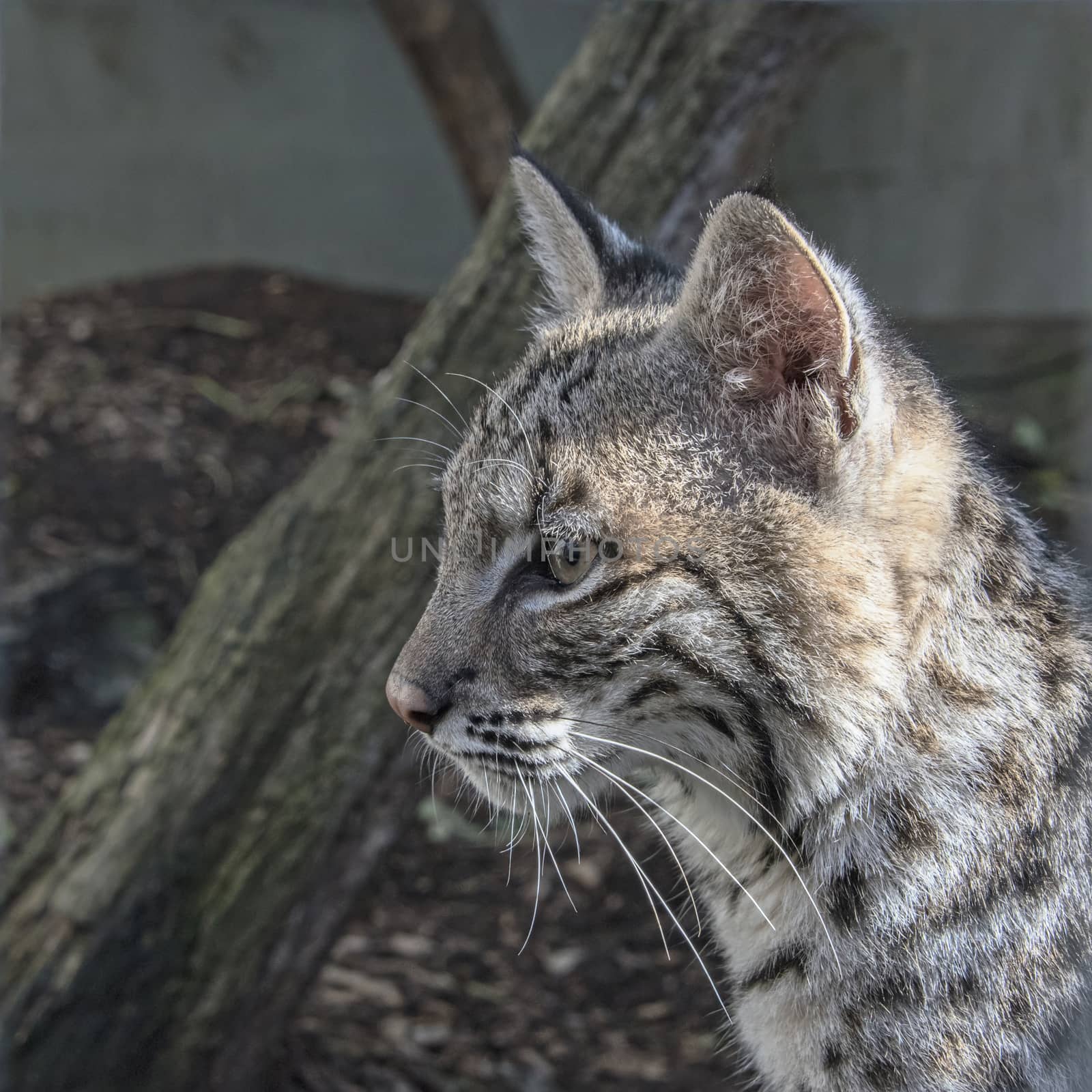 UK, Welwyn - October 2017: Young Bob Cat in captivity -  close up